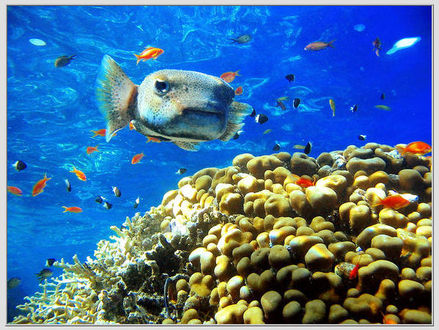 Tarp koralų plaukioja porcupinefish ( diodon hystrix) AFP Photo/ Scanpix