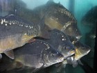 Akvariumai mūsų firminėje žuvies parduotuvėje stebina žuvies įvairove