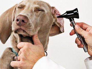 Pagrindinės šunų ligos