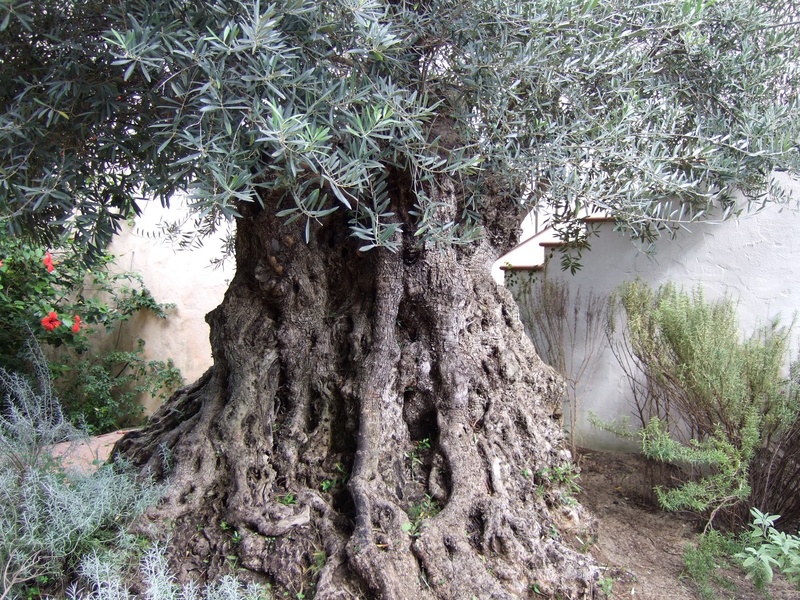 Tokiu tūkstantmečiu alyvmedžiu galima grožėtis dešimt minučių. Sardiniečiai moka tokio dydžio alyvmedžius persodinti!