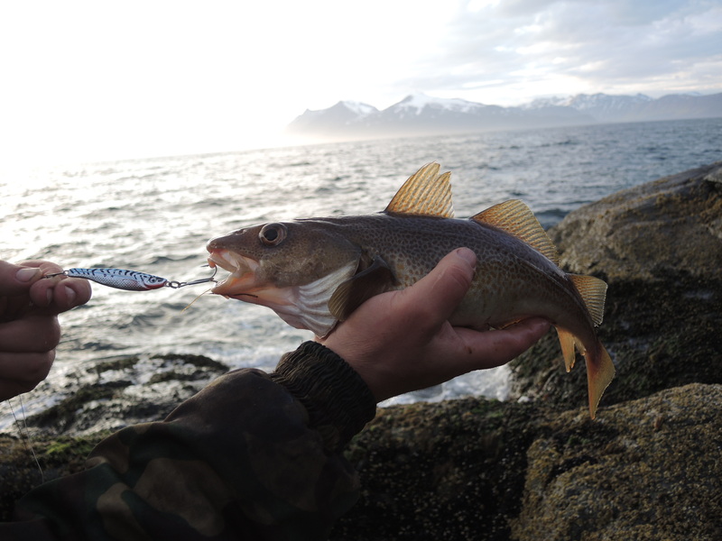 Pilkeris menkių žvejybai Norvegijoje nuo kranto
