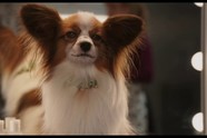 Slaptasis agentas Maksas / (dubliuotas) Show Dogs (dubbed) (2018)