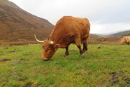 Kelionė į Škotiją Škotijos karvė
