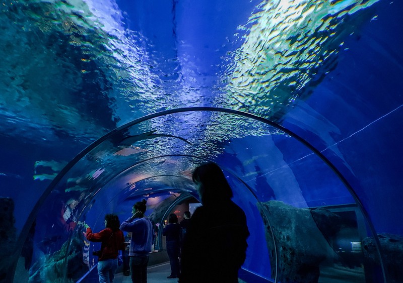 Den Blå Planet, akvariumas Kopenhagoje