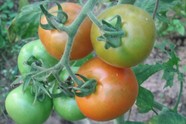 Pomidorų auginimas