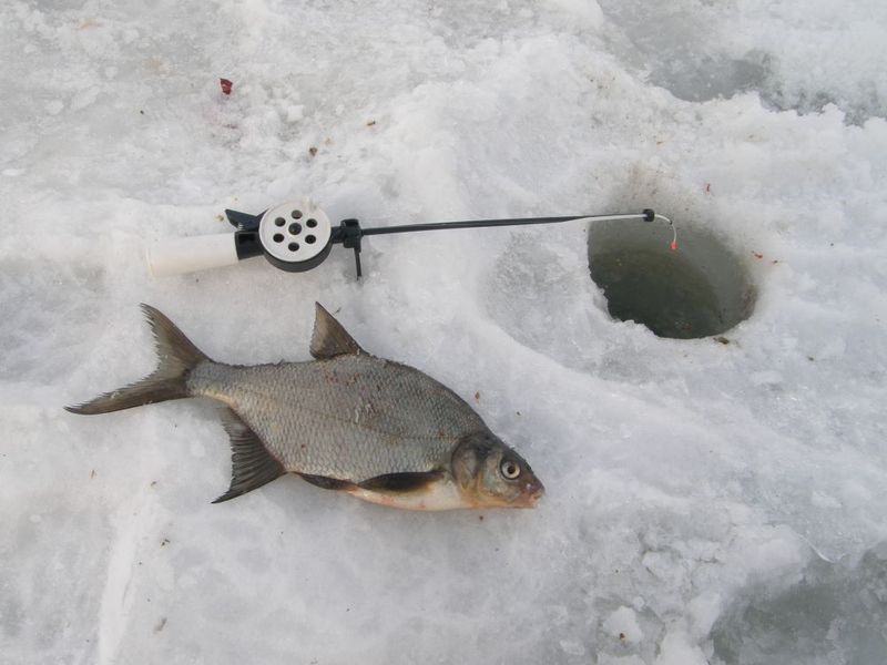 Karšių žvejyba žiemą