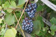 Vynuogių nauda sveikatai