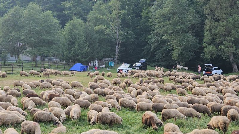 Laukinės stovyklavietės Rumunijoje