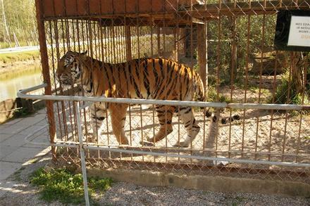 Tigrą nuo lankytojų saugo dvigubas voljeras | Nuotr.©Vidmantas Misevičius/Anonsas.lt