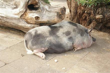 Vietnamietiškos kiaulės pirgulė pietų miego | Nuotr.©Vidmantas Misevičius/Anonsas.lt