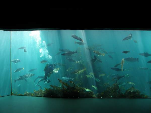 Didysis Alesundo akvariumas