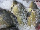 Šviežia atvėsinta ant ledo skrosta žuvis, jos file, maistiniai žuvų kaulai ir galvos sriuboms